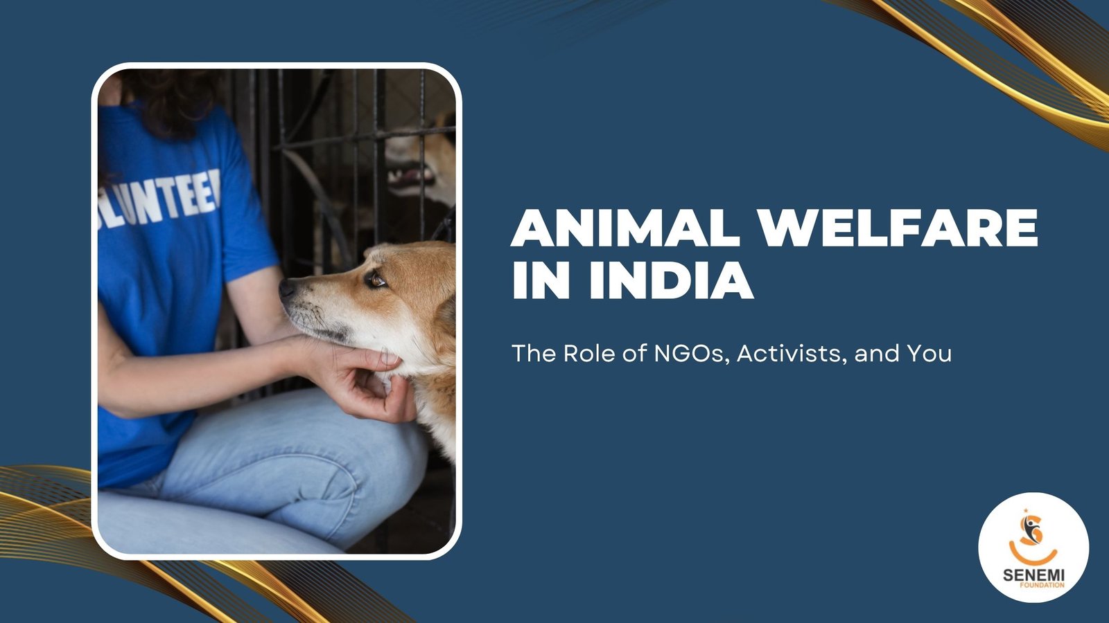 Animal Welfare in India: The Role of NGOs, Activists, and You