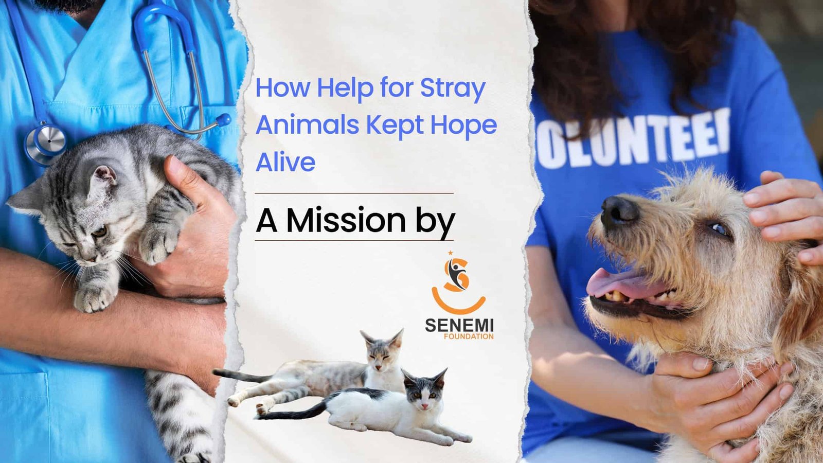 How Help for Stray Animals Kept Hope Alive: A Mission by Senemi Foundation